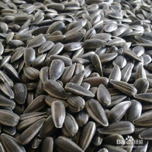 瓜子吃瓜头,揭秘瓜子的独特魅力与食用技巧 第2张 瓜子吃瓜头,揭秘瓜子的独特魅力与食用技巧 第2张